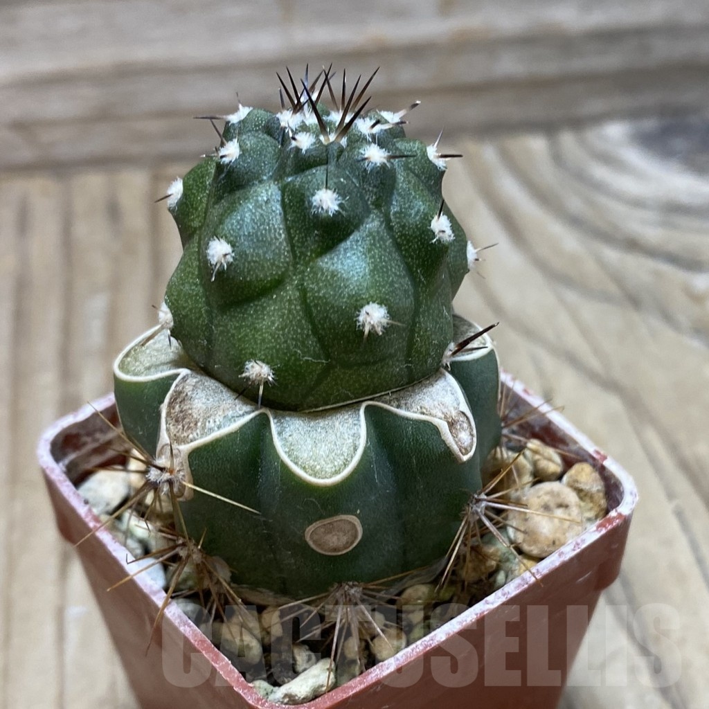 SH25340 Copiapoa cinerea PL 139 A, grafted - Зображення 2