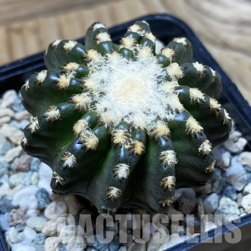 SH25341 Discocactus horstii