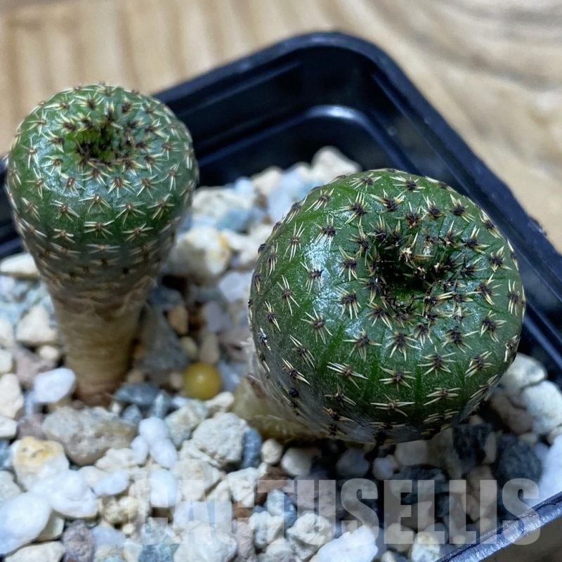 SH25342 Frailea phaeodisca, 2 plants