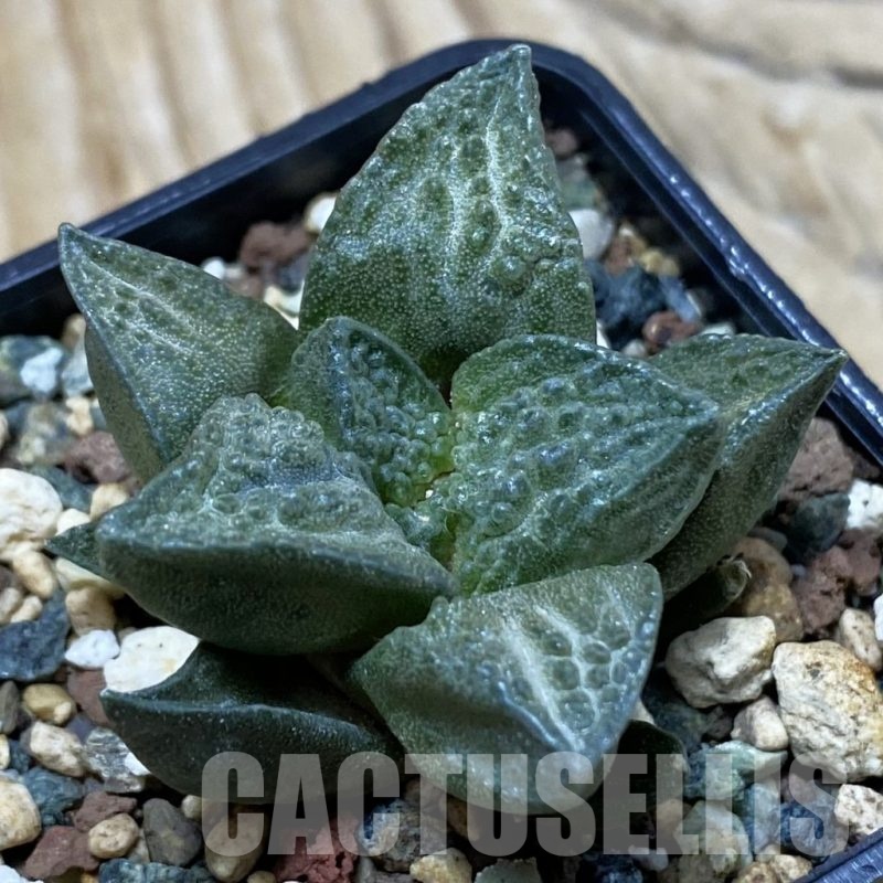 SH25343 Ariocarpus fissuratus ‘Godzilla’ hybrid, seedling, own roots