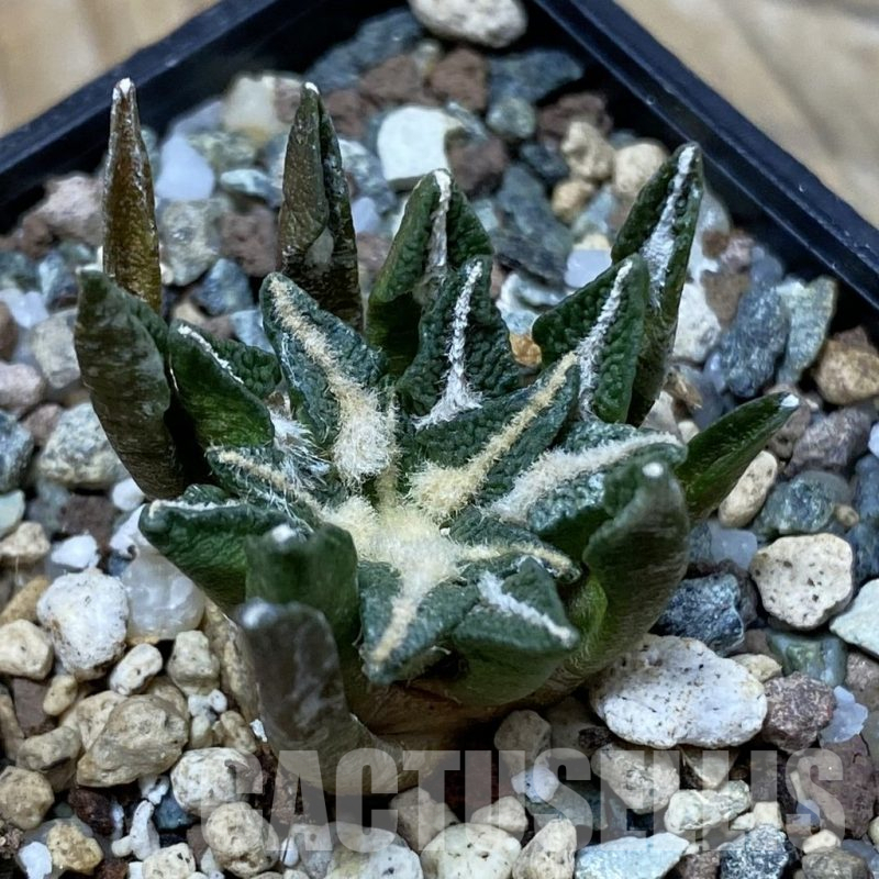SH25344 Ariocarpus kotschoubeyanus hybrid, own roots