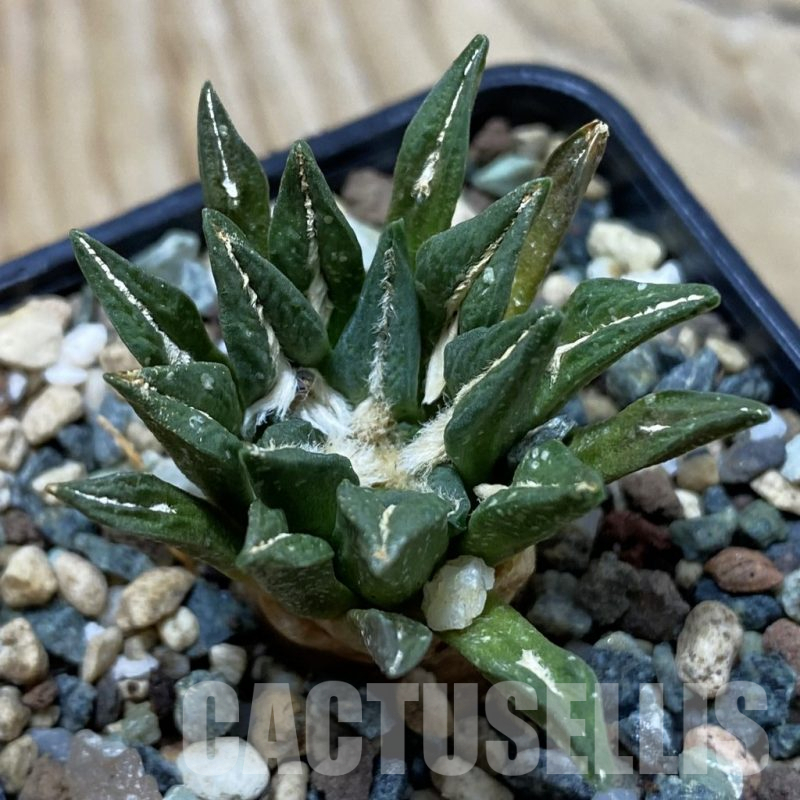SH25345 Ariocarpus kotschoubeyanus hybrid, own roots