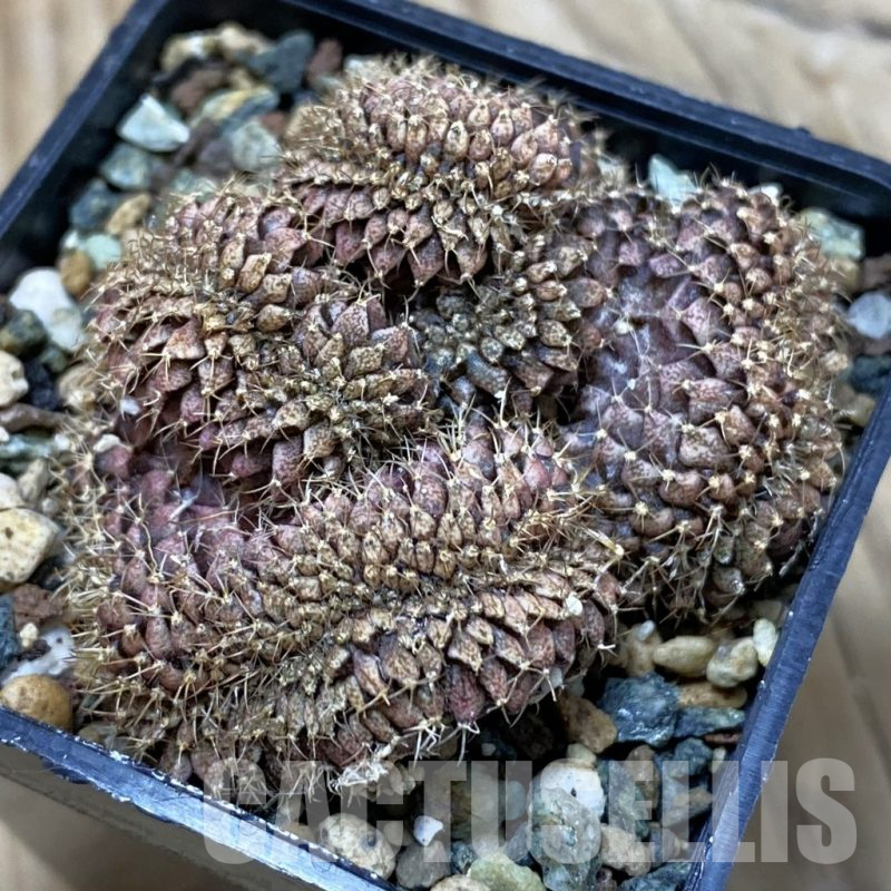 SH25346 Gymnocalycium mihanovichii f. cristata