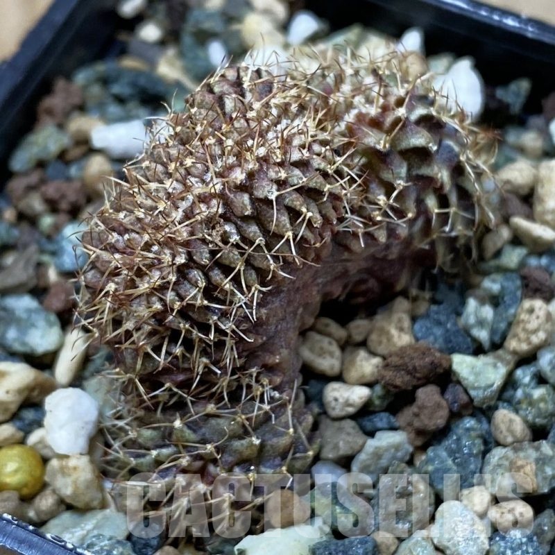 SH25347 Gymnocalycium mihanovichii f. cristata