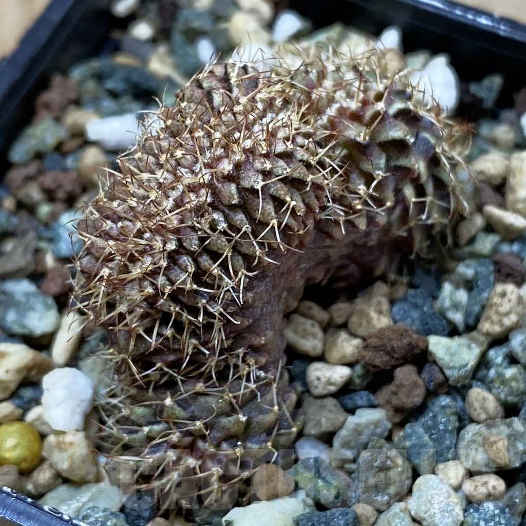 SH25347 Gymnocalycium mihanovichii f. cristata