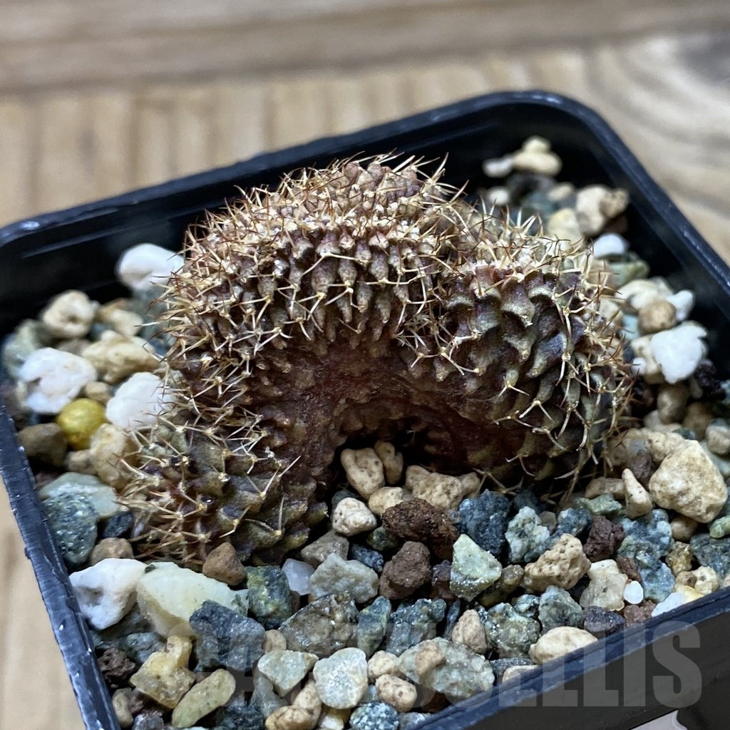 SH25347 Gymnocalycium mihanovichii f. cristata - Image 2