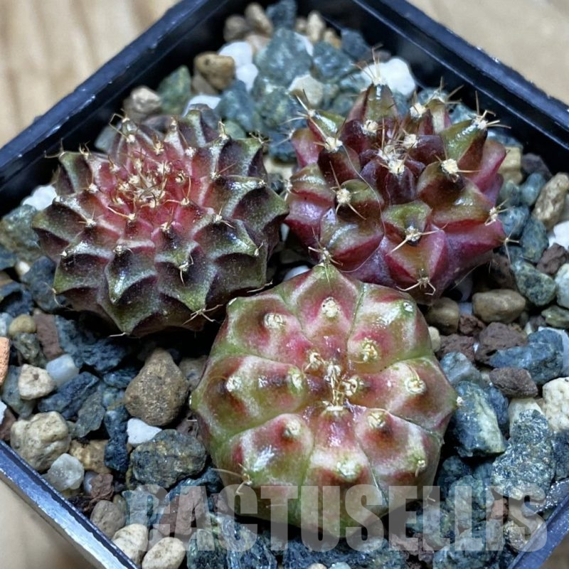 SH25349 Gymnocalycium mihanovichii ‘Neon’ hybrid, seedling mix