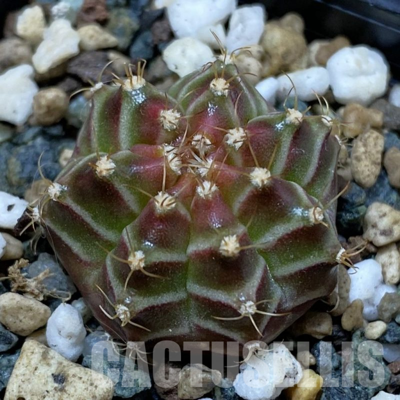 SH25351 Gymnocalycium mihanovichii ‘Neon’ hybrid