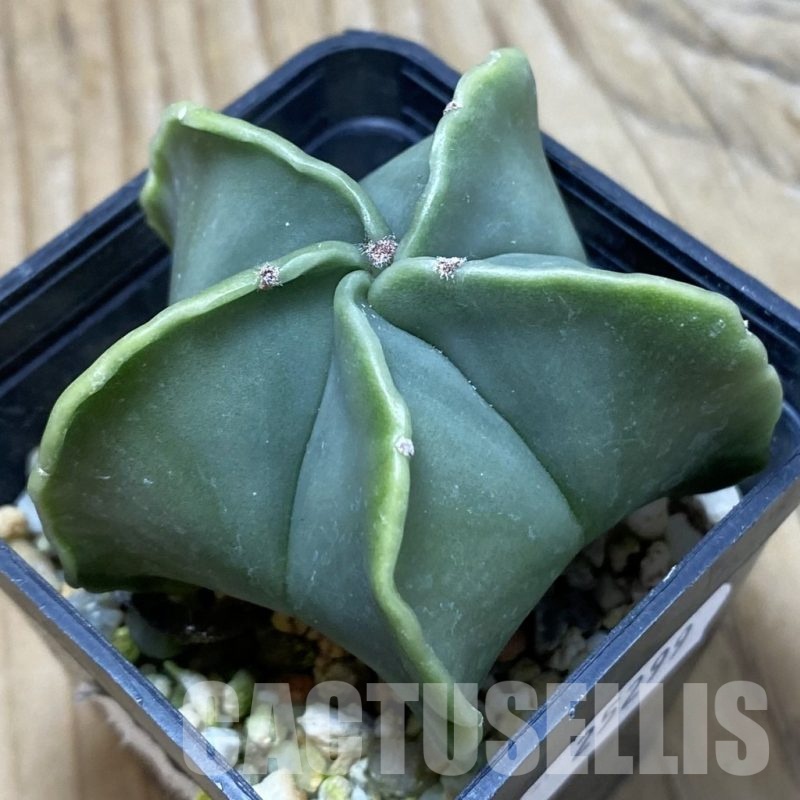 SH25299 Astrophytum myriostigma f. nudum