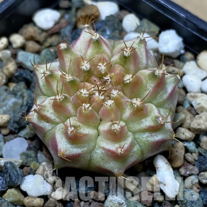 SH25352 Gymnocalycium mihanovichii ‘Neon’ hybrid