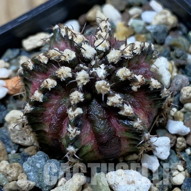 SH25353 Gymnocalycium mihanovichii ‘T-Lux’