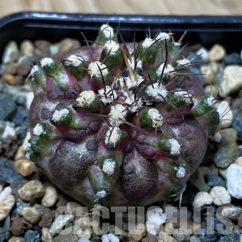 SH25354 Gymnocalycium mihanovichii ‘T-Rex’