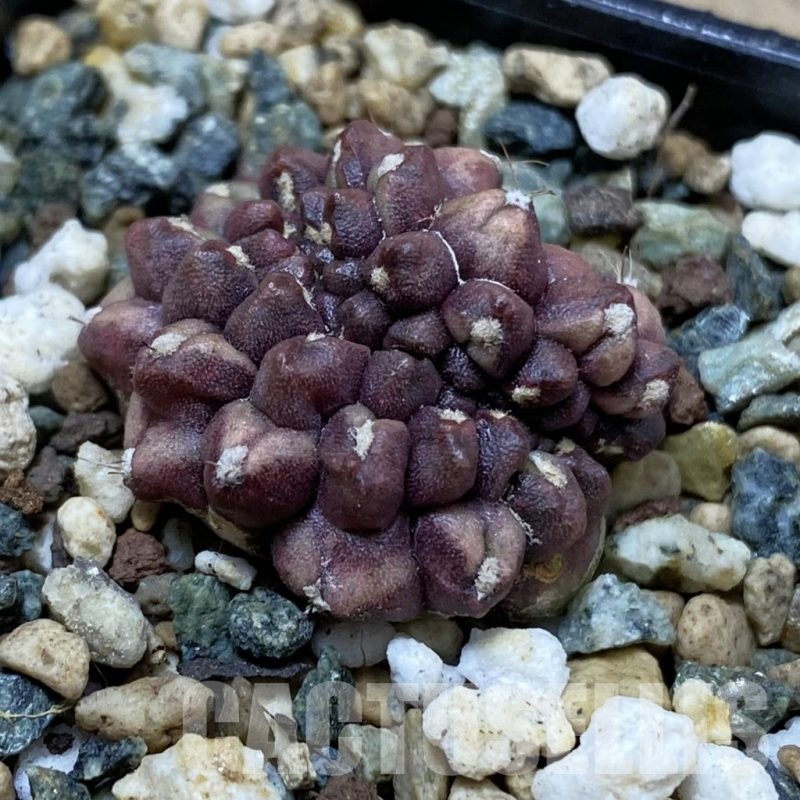 SH25355 Gymnocalycium mihanovichii ‘Day Dream’ f. cristata