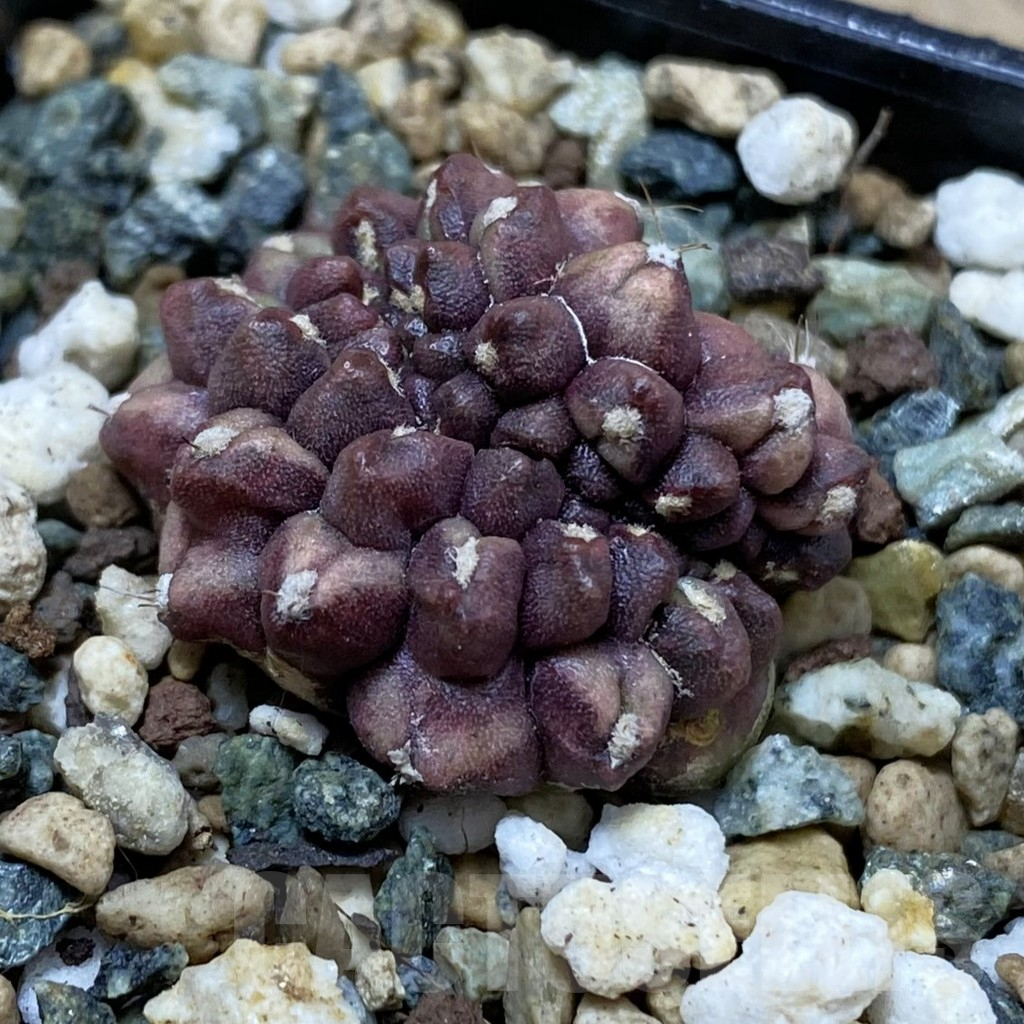 SH25355 Gymnocalycium mihanovichii ‘Day Dream’ f. cristata