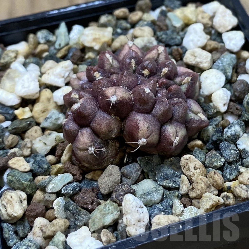 SH25355 Gymnocalycium mihanovichii ‘Day Dream’ f. cristata - Зображення 2
