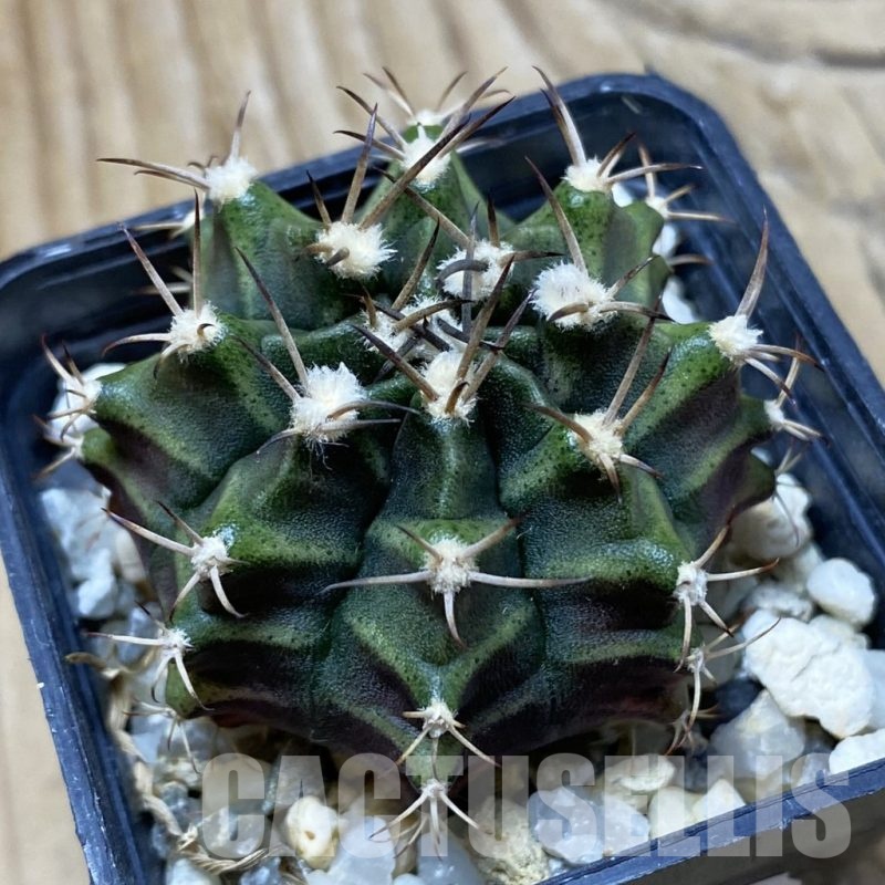 SH25356 Gymnocalycium mihanovichii hybrid