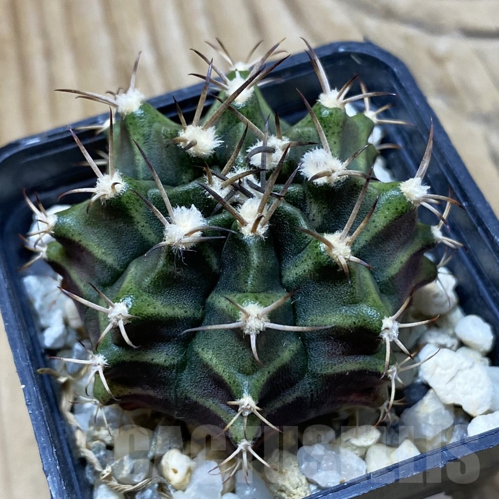 SH25356 Gymnocalycium mihanovichii hybrid