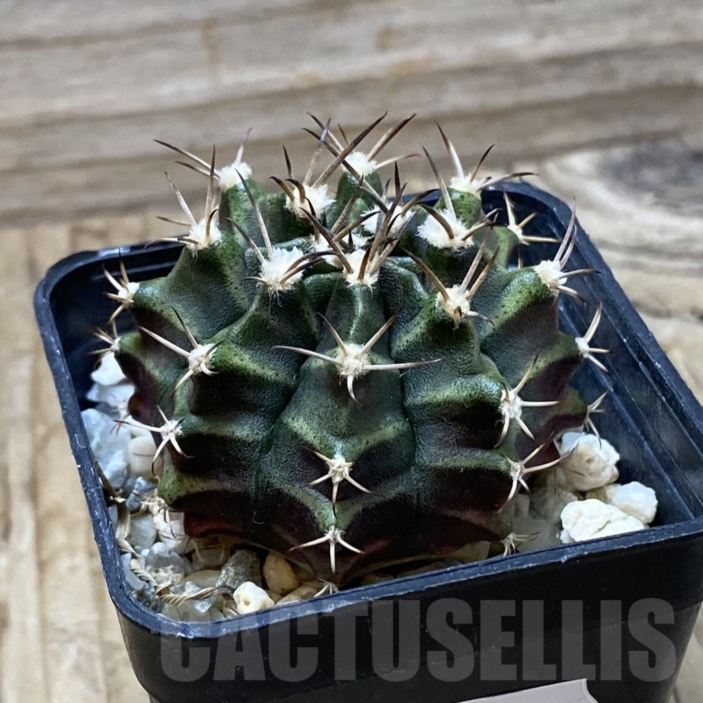 SH25356 Gymnocalycium mihanovichii hybrid - Зображення 2