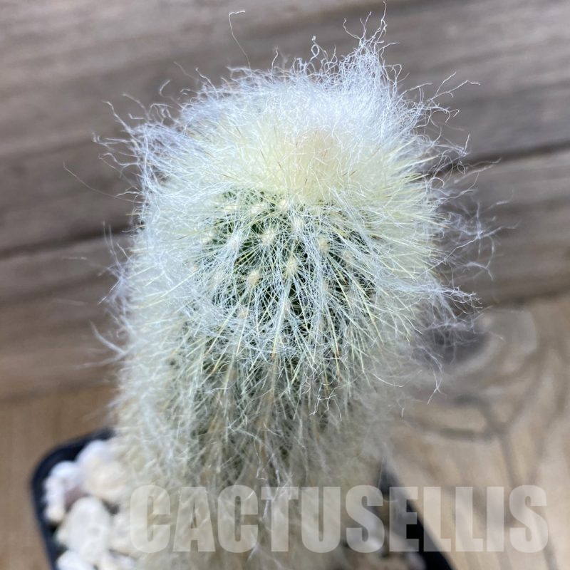 SH25294 Espostoa lanata