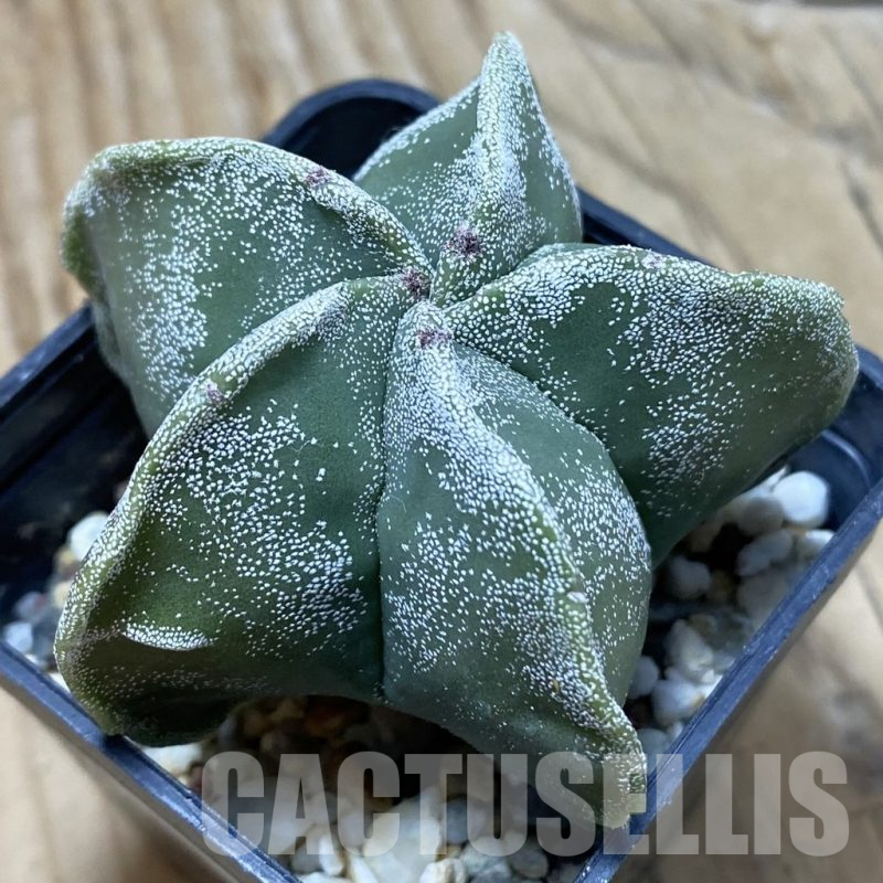 SH25300 Astrophytum myriostigma f. nudum