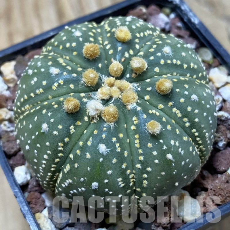 SH25303 Astrophytum asterias ‘Super Kabuto’ hybrid