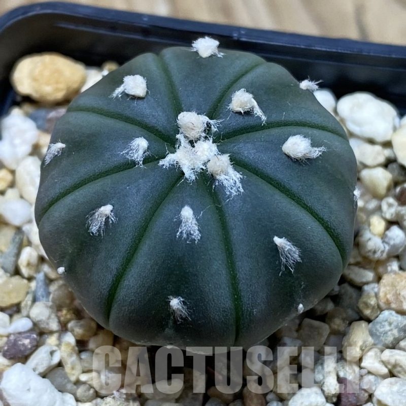 SH25304 Astrophytum asterias f. nudum