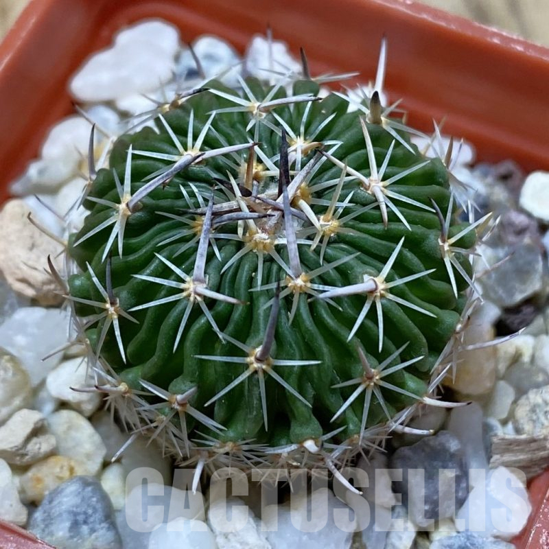 SH25306 Echinofossulocactus sp. CB 011075