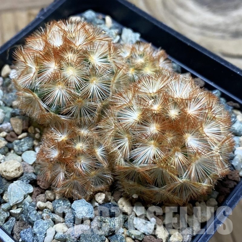 SH25295 Mammillaria carmenae ‘Buddha’ hybrid