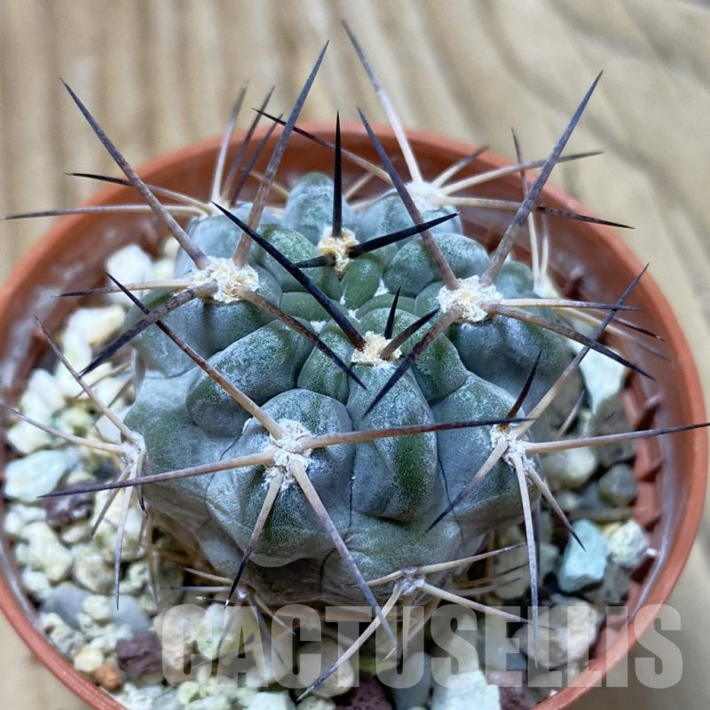 SH25313 Acanthocalycium glaucum