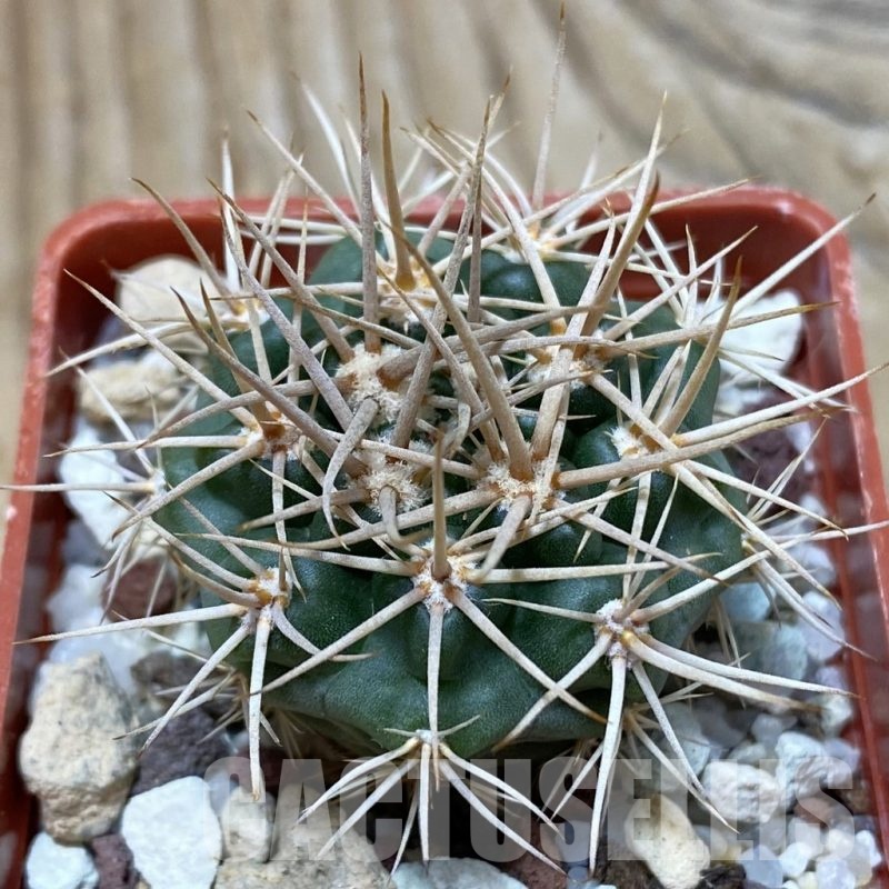 SH25314 Gymnocalycium neuhuberi