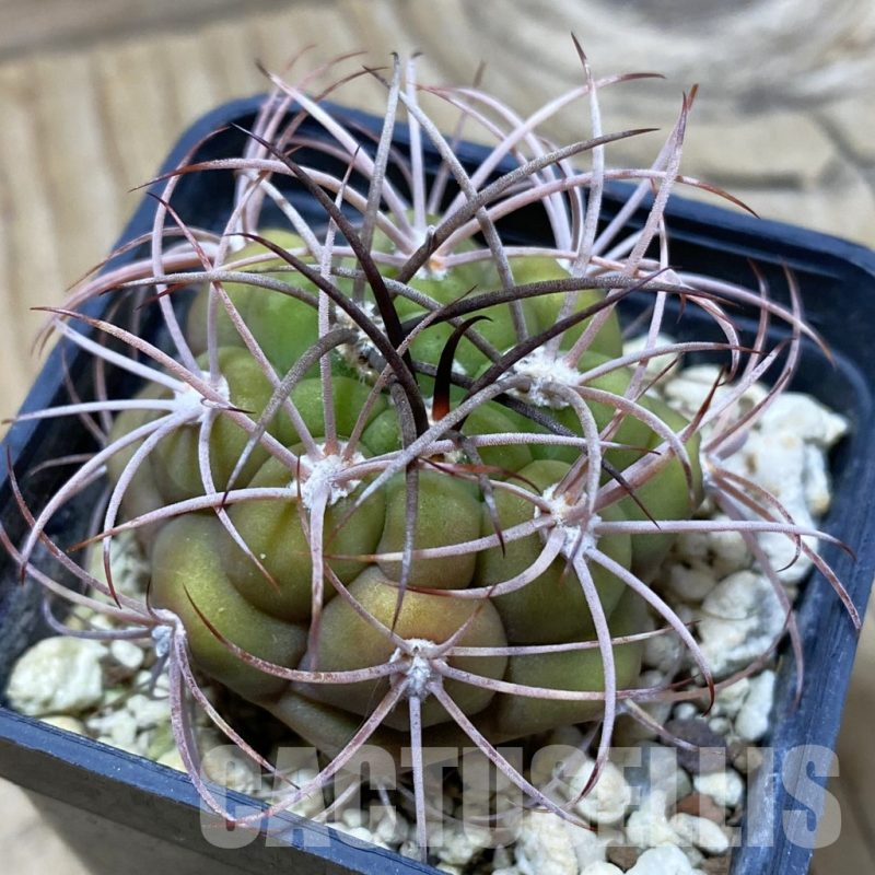 SH25316 Gymnocalycium saglionis