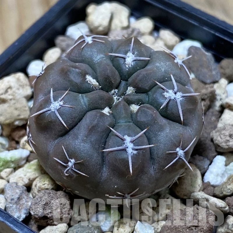 SH25317 Gymnocalycium obductum