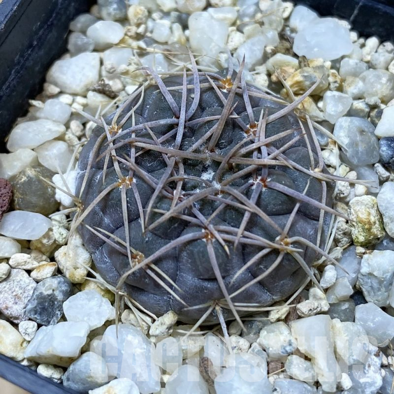 SH25321 Gymnocalycium borthii ssp. nogolense VG 412