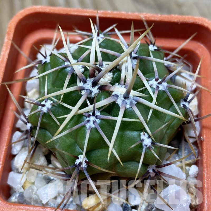 SH25323 Gymnocalycium monvillei ssp. gertrudae VG 1156