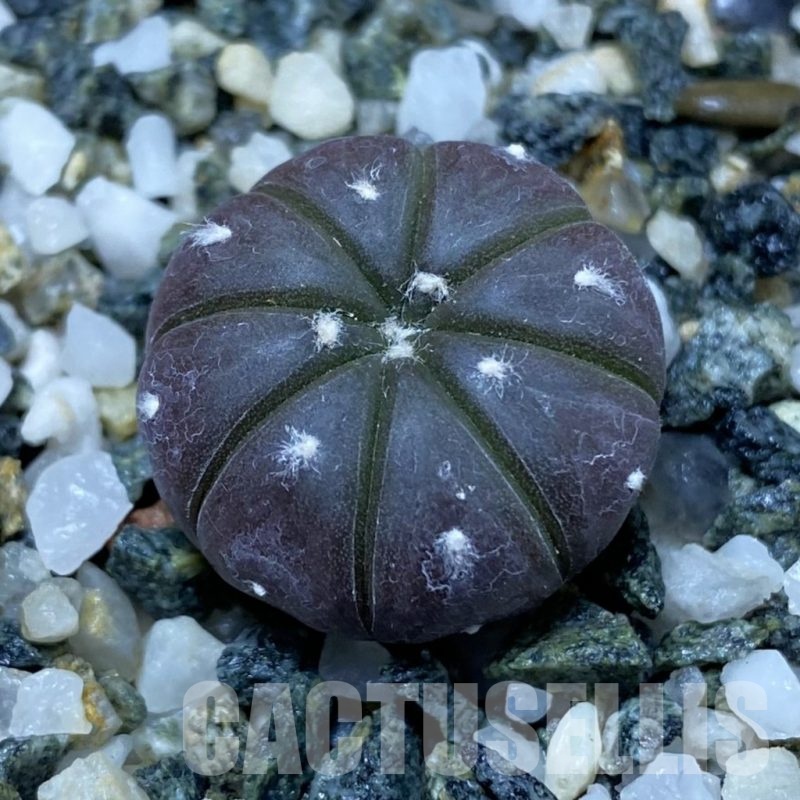 SH25327 Astrophytum asterias ‘Purple Skin’