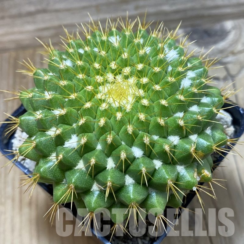 SH25328 Mammillaria marksiana