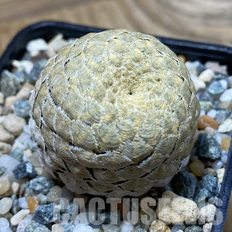 SH25514 Euphorbia piscidermis