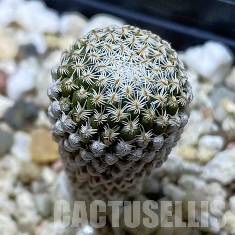 SH25484 Pelecyphora strobiliformis