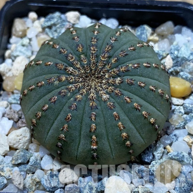 SH25485 Frailea asterioides