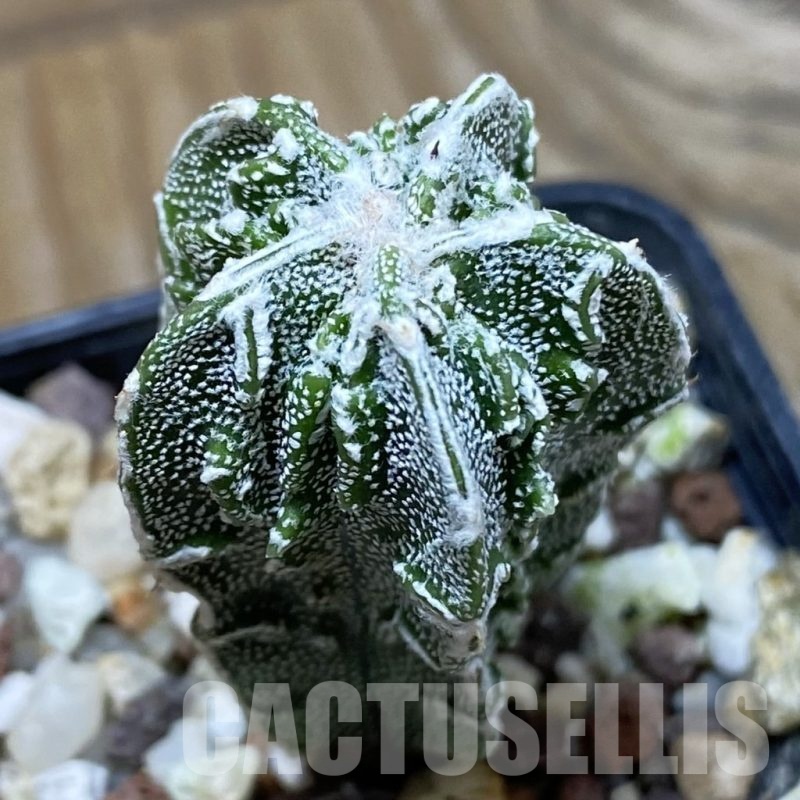SH25486 Astrophytum myriostigma 'Fukuryu'