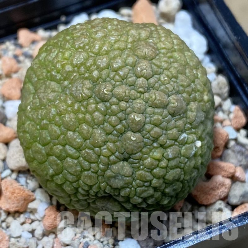 SH25481 Pseudolithos migiurtinus