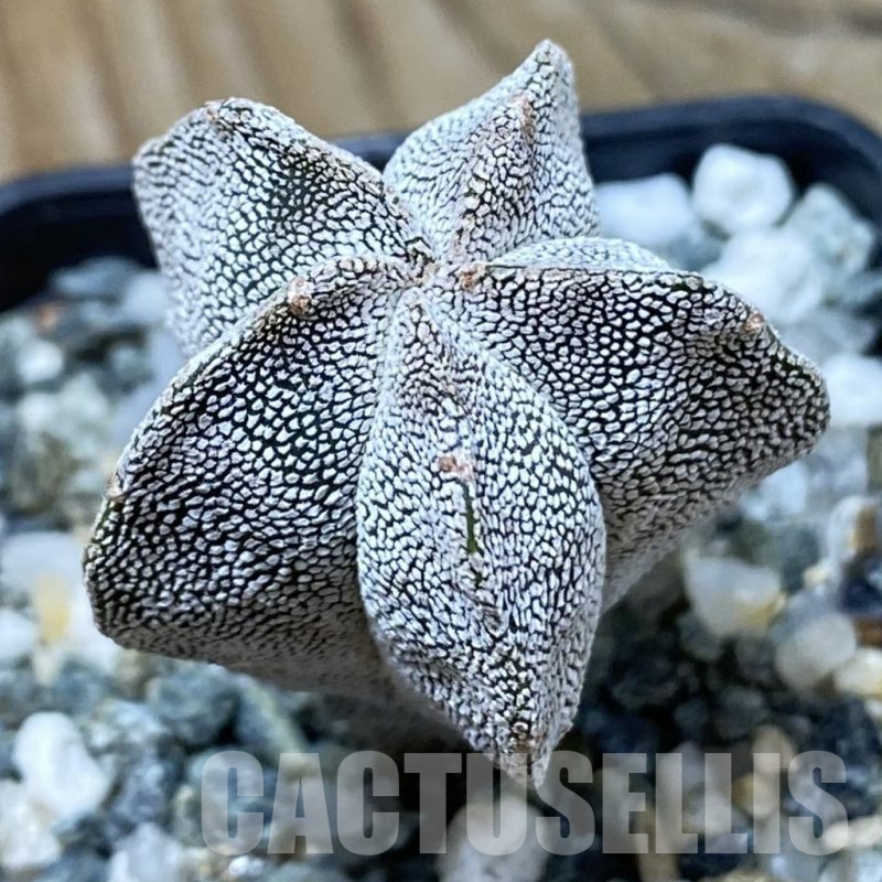 SH25487 Astrophytum myriostigma ‘Onzuka’