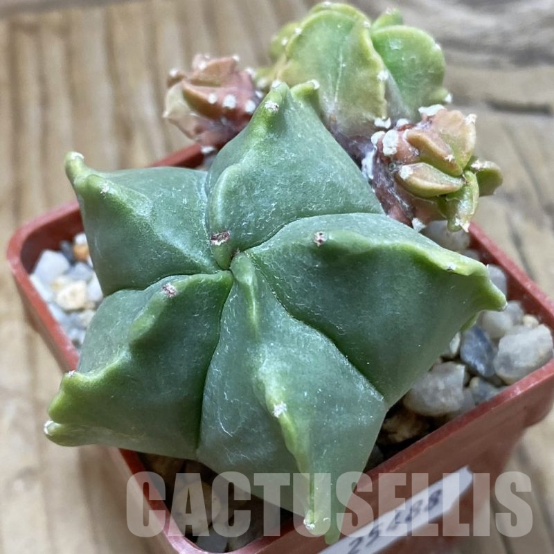 SH25488 Astrophytum myriostigma f. nudum