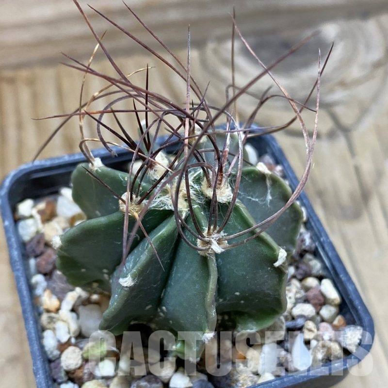 SH25490 Astrophytum senile v. aureum