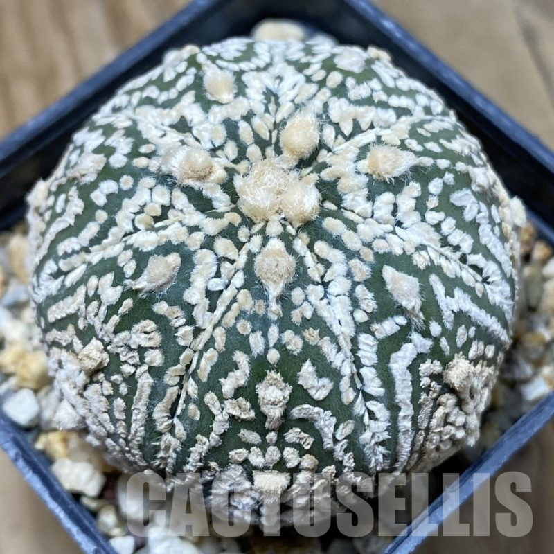 SH25491 Astrophytum asterias ‘Super Kabuto’ x ‘Onzuka’