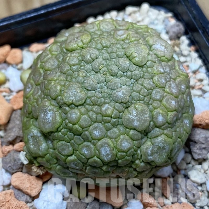 SH25482 Pseudolithos migiurtinus