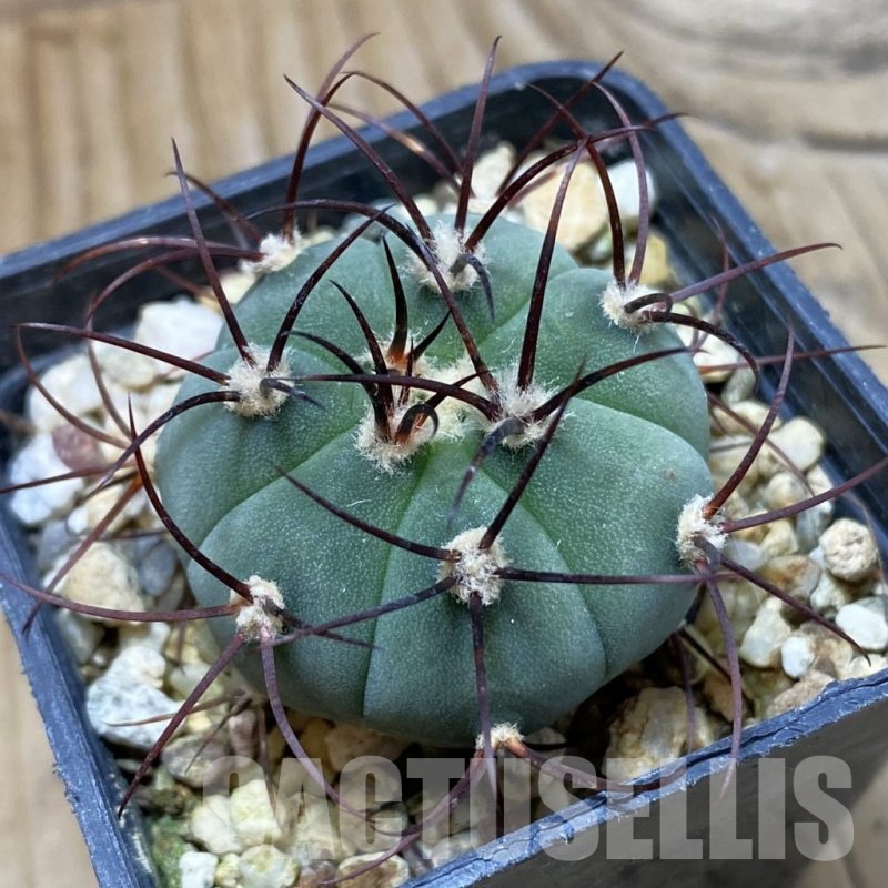 SH25500 Gymnocalycium cabreraense VOS 2122