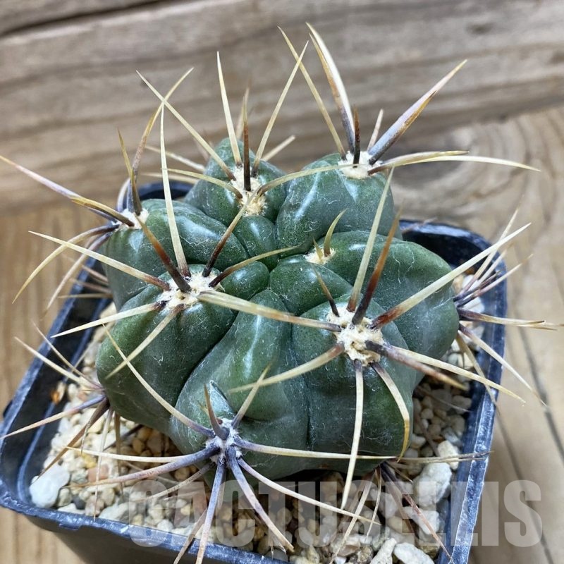 SH25502 Gymnocalycium achirasense