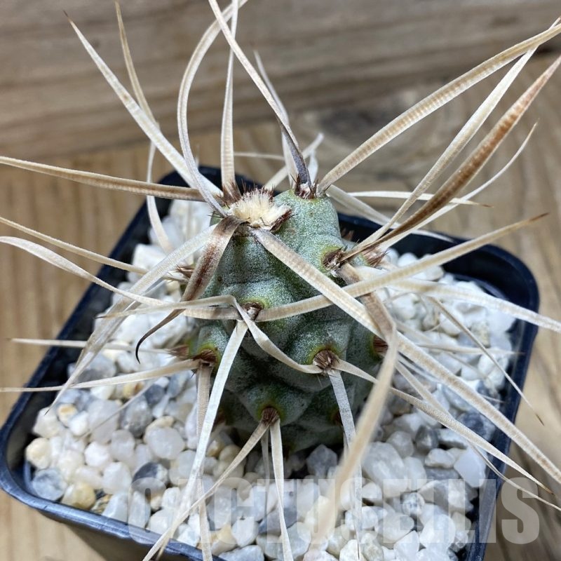 SH25503 Tephrocactus articulatus v. papyracanthus