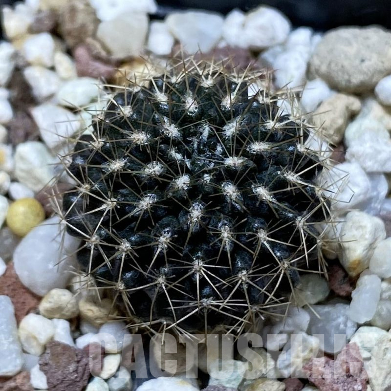 SH25506 Eriosyce crispa